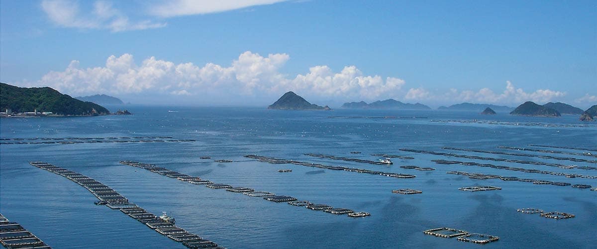 宇和島の鰤と鯛